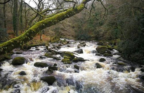 Finlodge- Pet-Friendly Scandinavian Cabin - Photo 18