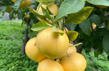 Privatised Pasparo Estate - 3 Apartments & Pool - Foto 51