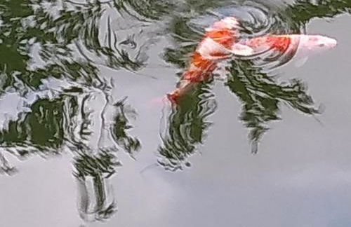 Pousada Chalé na Roça Penedo - Photo 34