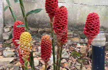 #casinhadasbananeiras - Foto 26