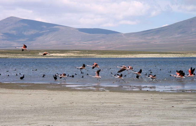 Excursión a la Reserva de Sama + Laguna Grande de Tajzara - Foto 7