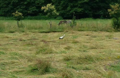 Moderne Wohnung in barockem Altstadthaus nahe Altstadt und Radweg - Photo 39