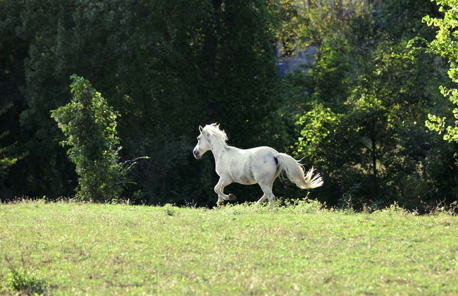 Locanda dei Cinque Cerri - Foto 42
