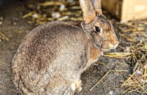 Santuário SOS Animal - Foto 13