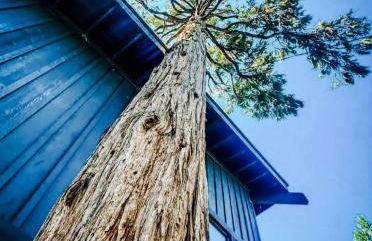 Haven at Cedar Haus Luxury 1BR Escape w Hot Tub EV Charger Gourmet Kitchen Fully Fenced Yard Dogs OK - Foto 47