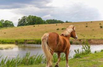 Krovacja - całoroczne domki w Puszczy Noteckiej - Foto 47