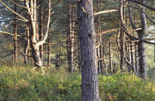 La villa dans les pins - Photo 20