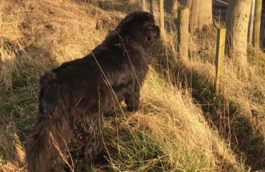 Pirnie Lodge Holiday Lets - Foto 23