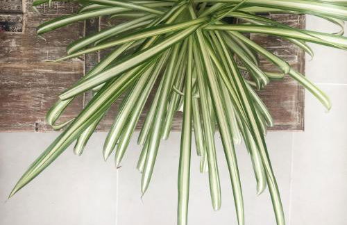 Casita blanca cerca de Timanfaya - Foto 36