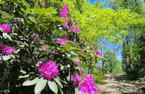 Jacuzzi, Fireplace, Nature, Views, Peaceful, Patio - Foto 18