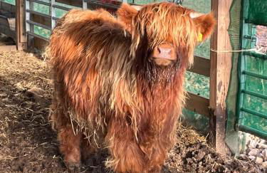 Pentland view croft with a sea view - Foto 28