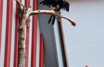 hezelhof´s Hexenhäuschen - Foto 25