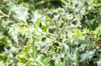 Ferienwohnungen Zum Hülsenbusch - Foto 17