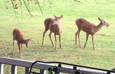 Triple Brick on Main - Photo 28