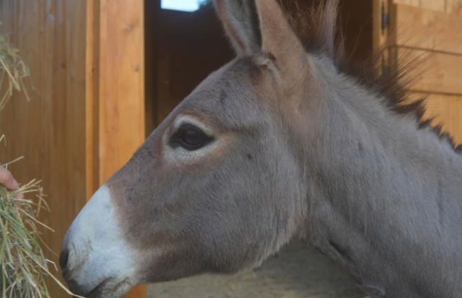 Podere delle Fanciulle - Foto 49