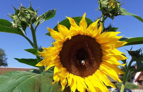 Przystanek Tykocin - domki gościnne w sercu Podlasia - Foto 11