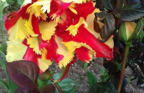 CAMPO DE SOBARBO - Guest House rural - Photo 49