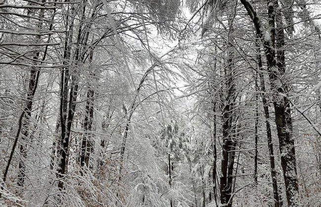 Forest Mountain Escape: Beautiful Mountaintop Escape In Mendon, Vt. 20 Min To Killington/14 To Pico. 4 Bedroom Home - Foto 12