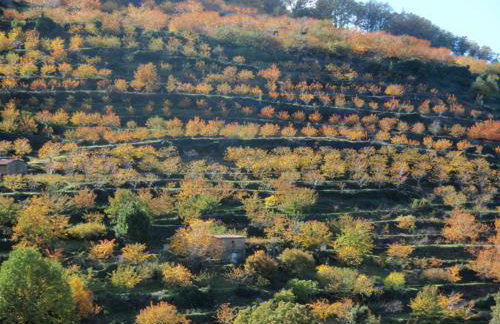 Las Glicinias del Jerte - Foto 42