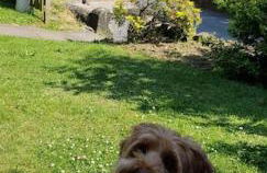 Bowie's Abode - Foto 7