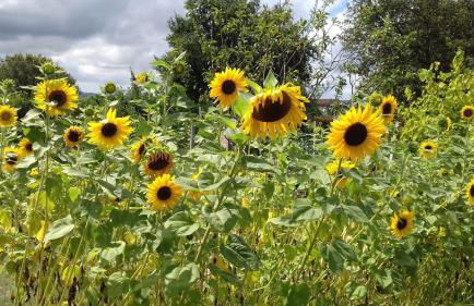 CAMPO DE SOBARBO - Guest House rural - Foto 48