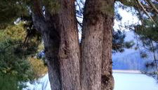 Sweet Lorica - Foto 5