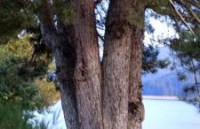 Sweet Lorica - Foto 5