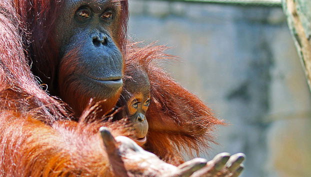 Tampa ZooQuarium Ticket