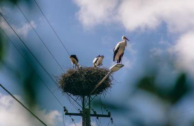 Błękitny Domek- dom i dwa oddzielne apartamenty - Foto 5