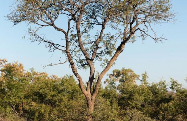 Villa Scarabee in Hoedspruit - Foto 59