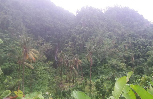 Berkey's Jungle Paradise - Photo 73