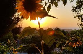 Alexandra Homestay - Foto 11