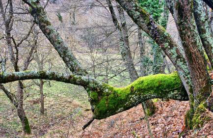 Chalet Coquelicot (Co-cli-co) relax in nature - Photo 53