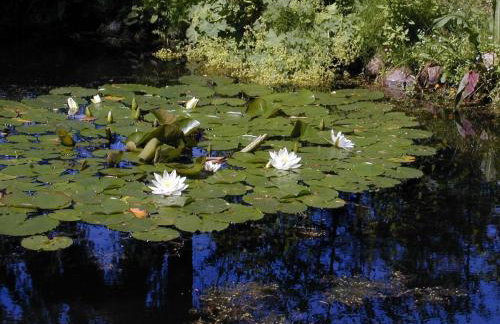 Apartment Seerose by Interhome - Foto 15