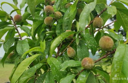 Meteora countryside villa - Foto 71