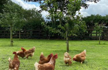 Woodview Cottage - Foto 30