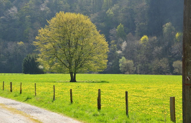 House in Ardennes With River and Forest Views - Foto 36