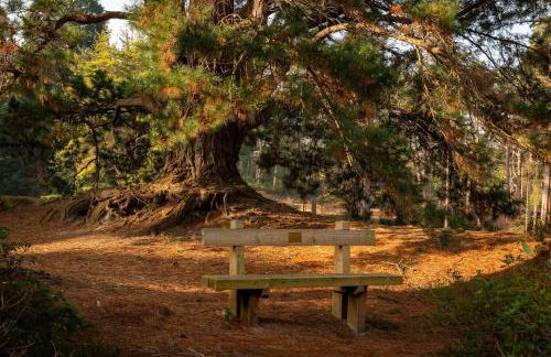 Cedar Cabin Overlooking Bedgebury Forest - Foto 30