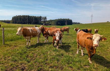 Ferienhaus Eller - Photo 5