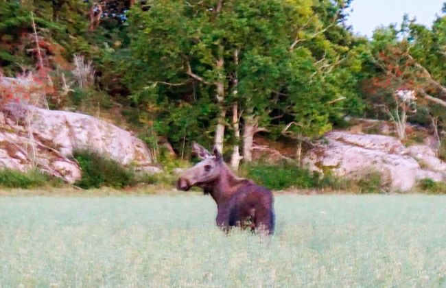 6 Person Holiday Home in Stromstad - Photo 22