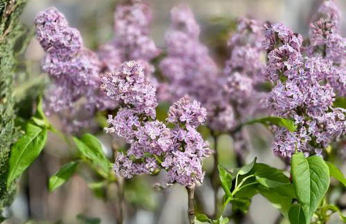 Rooftop Triplex with Garden at Notre Dame - Foto 27