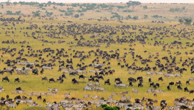 Animales desde el globo