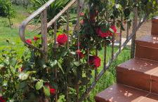 Casa Vacanze Cerreto 3 - Foto 26