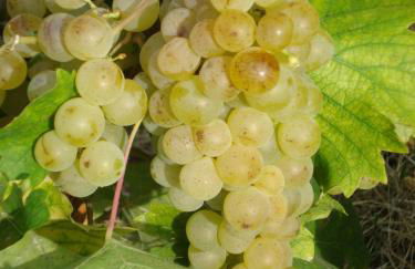 Agriturismo Cascina L'Arché - Photo 38