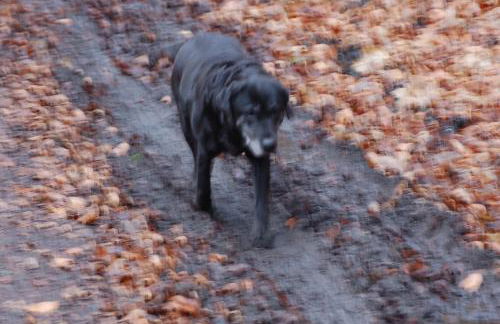 Behagliches Ferienhaus Zaunkönig -mit Kamin und Sauna- Blick über das romantische Bodetal - Foto 29