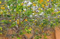 Villa los Agaves Javea piscina y barbacoa - Foto 34