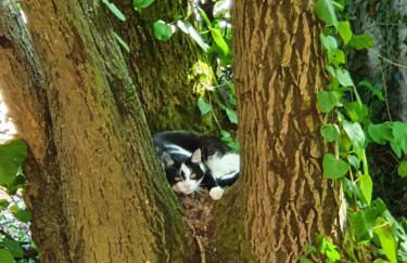 Odenwald-Lodge mit Infrarotsauna und E-Ladestation "Haus Purpur" - Foto 26