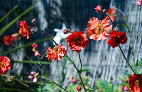 Cottage Corner NI - Foto 9