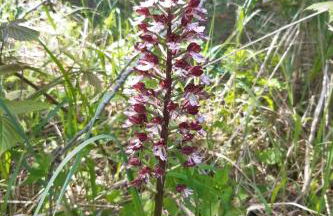 Apartment zum Spaal by Interhome - Foto 47