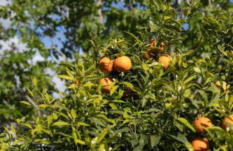 Casa Renta - Foto 40